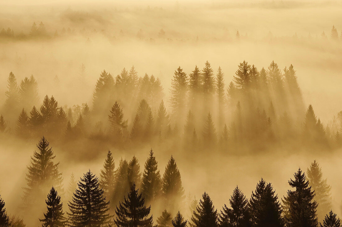 Forest in the Isar Valley in the morning mist, Icking, Bavaria, Germany