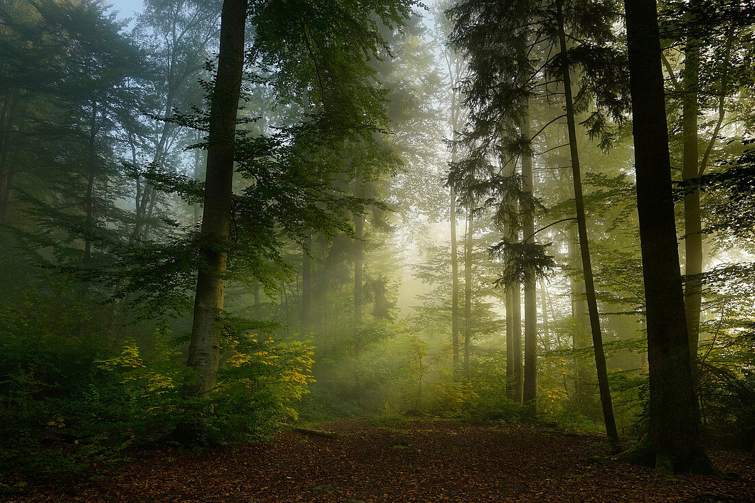 Early autumn in the beech forest, Baierbrunn, Bavaria, Germany