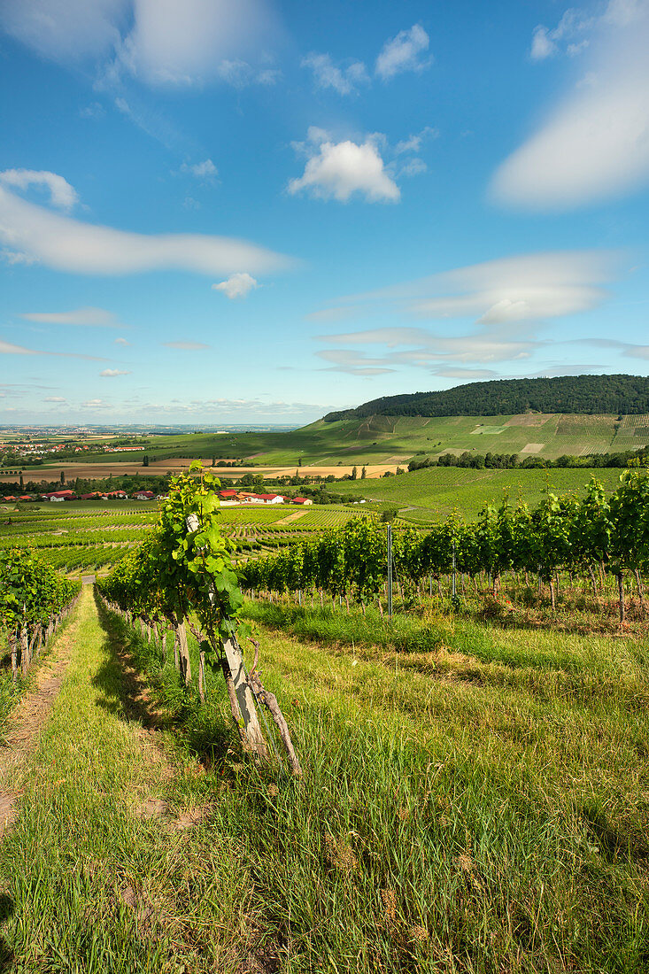 The Iphöfer vineyards in the late afternoon, Kitzingen, Lower Franconia, Franconia, Bavaria, Germany, Europe