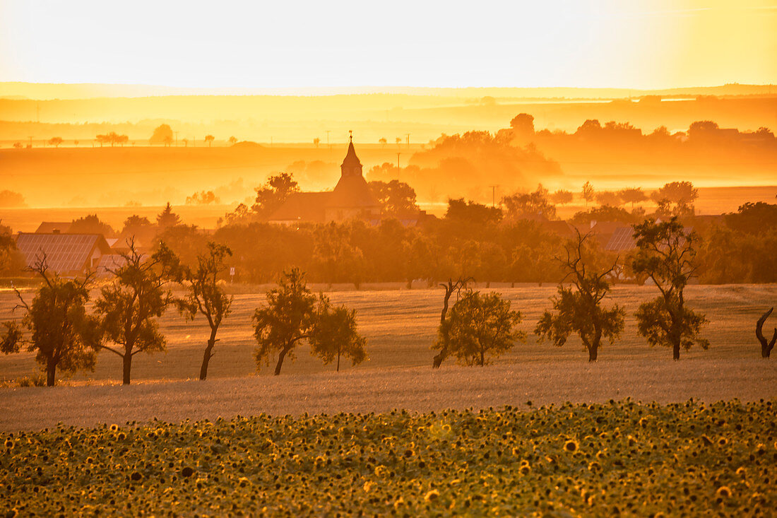 Getreideernte im Weinparadies bei Bullenheim, Neustadt an der Aisch, Mittelfranken, Franken, Bayern, Deutschland, Europa