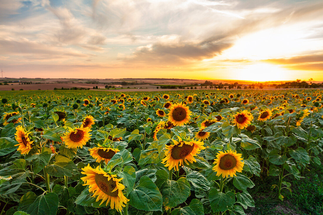 Sunflower field at Bullenheim at sunset, Neustadt an der Aisch, Middle Franconia, Franconia, Bavaria, Germany, Europe