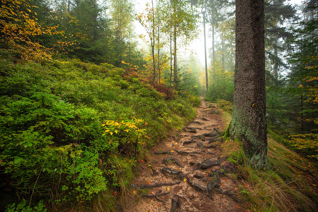 Herbst im Naturpark Steinwald, Erbendorf, Tirschenreuth, Oberpfalz, Bayern, Deutschland