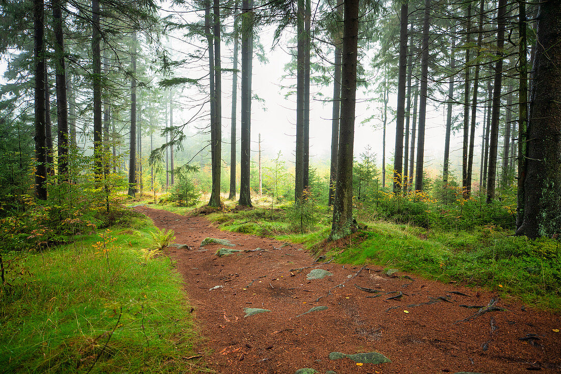 Autumn in the Steinwald Nature Park, Erbendorf, Tirschenreuth, Upper Palatinate, Bavaria, Germany