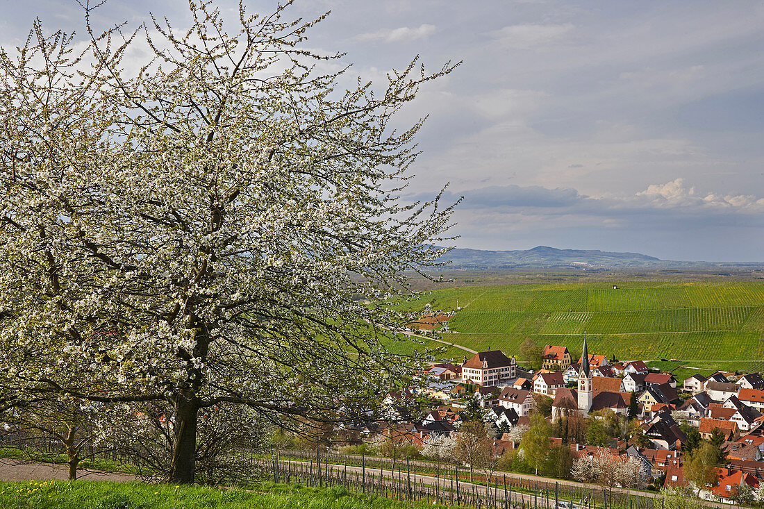 Blick auf Ebringen mit Kirschblüte und Weinbergen, Breisgau, Baden-Württemberg, Deutschland, Europa