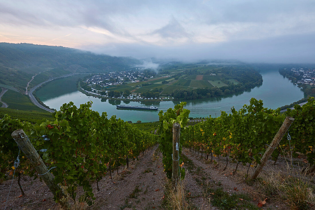 View before sunrise from the Kröver Nacktarsch vineyard to the Moselle loop of Kröv, Rhineland-Palatinate, Germany, Europe