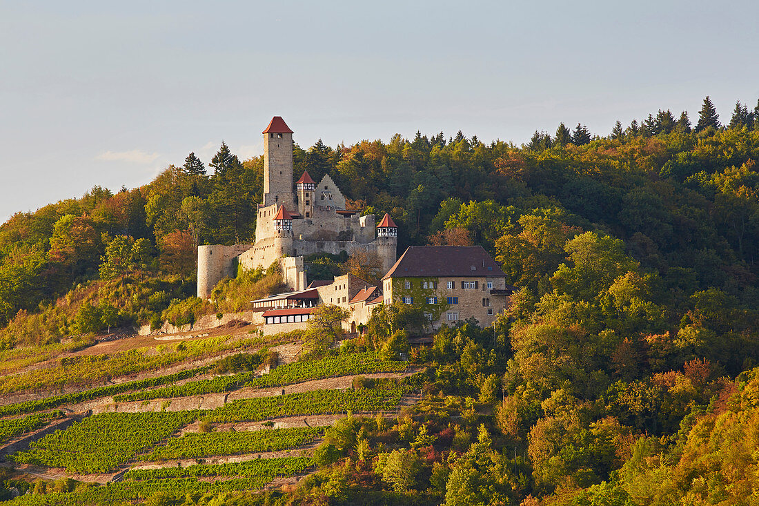 Hornberg Castle in Steinbach-Neckarzimmern, Neckar, Kraichgau, Baden-Wuerttemberg, Germany, Europe