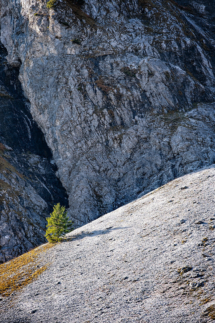 View of a small fir tree in front of a rock face in the Karwendel in autumn, Ahornboden, Hinterriß, Tyrol, Austria, Europe