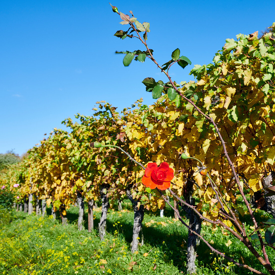 Autumn vineyard on the Middle Rhine, Unkel, Germany