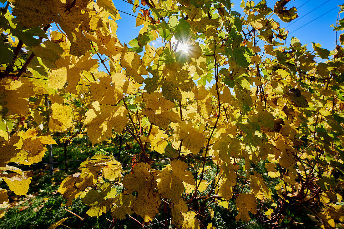 Herbstlicher Weinberg am Mittelrhein, Unkel, Rheinland-Pfalz, Deutschland