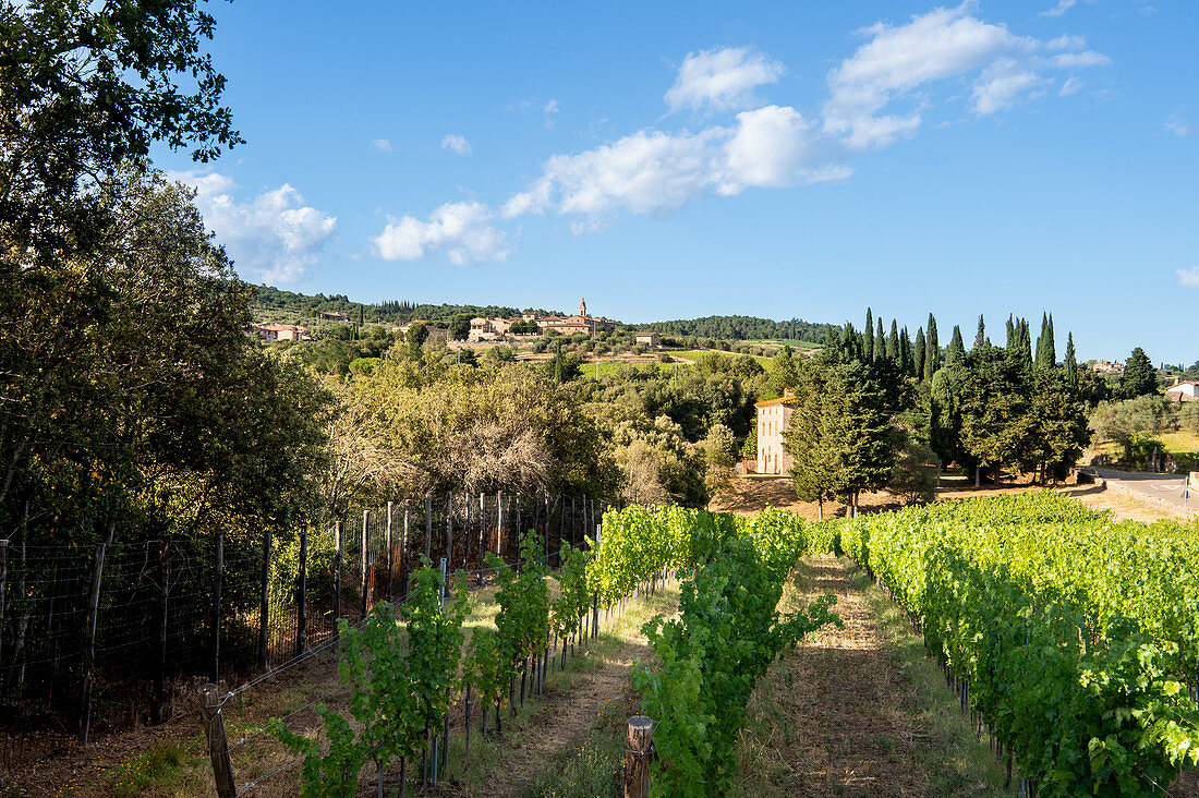 Blick auf San Gusmé, Siena, Weinberge in der Toskana, Italien