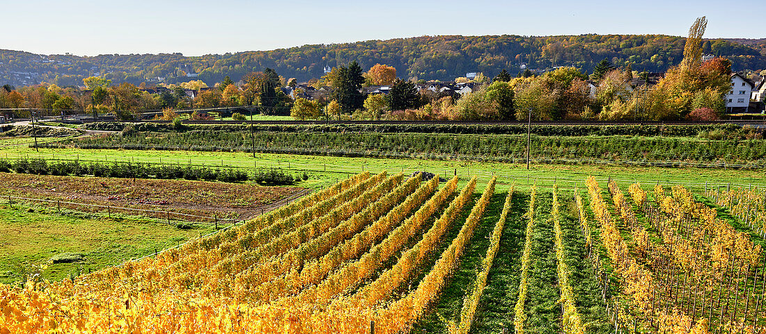 Herbstlicher Weinberg am Mittelrhein, Unkel, Rheinland-Pfalz, Deutschland