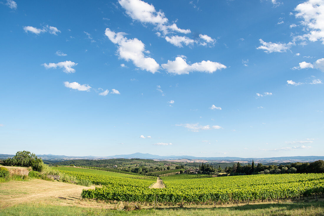 Vineyard in the countryside on a sunny summer day, Tuscany, Italy