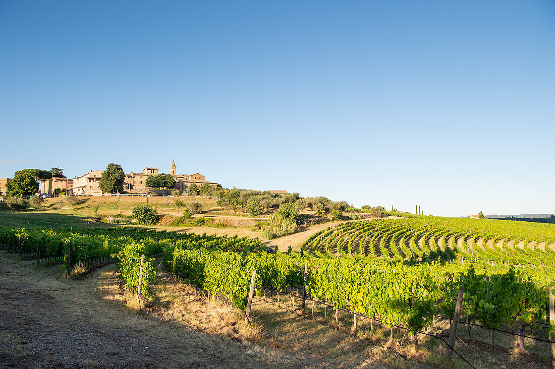 View of San Gusmé, Siena, Tuscany and vineyards, Italy