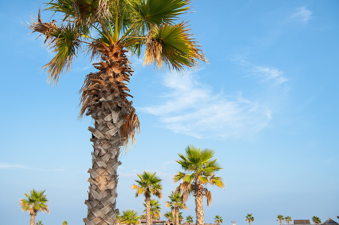 Palm trees against a bright blue sky with clouds, beach in summer, Forte dei Marmi, Tuscany, Italy