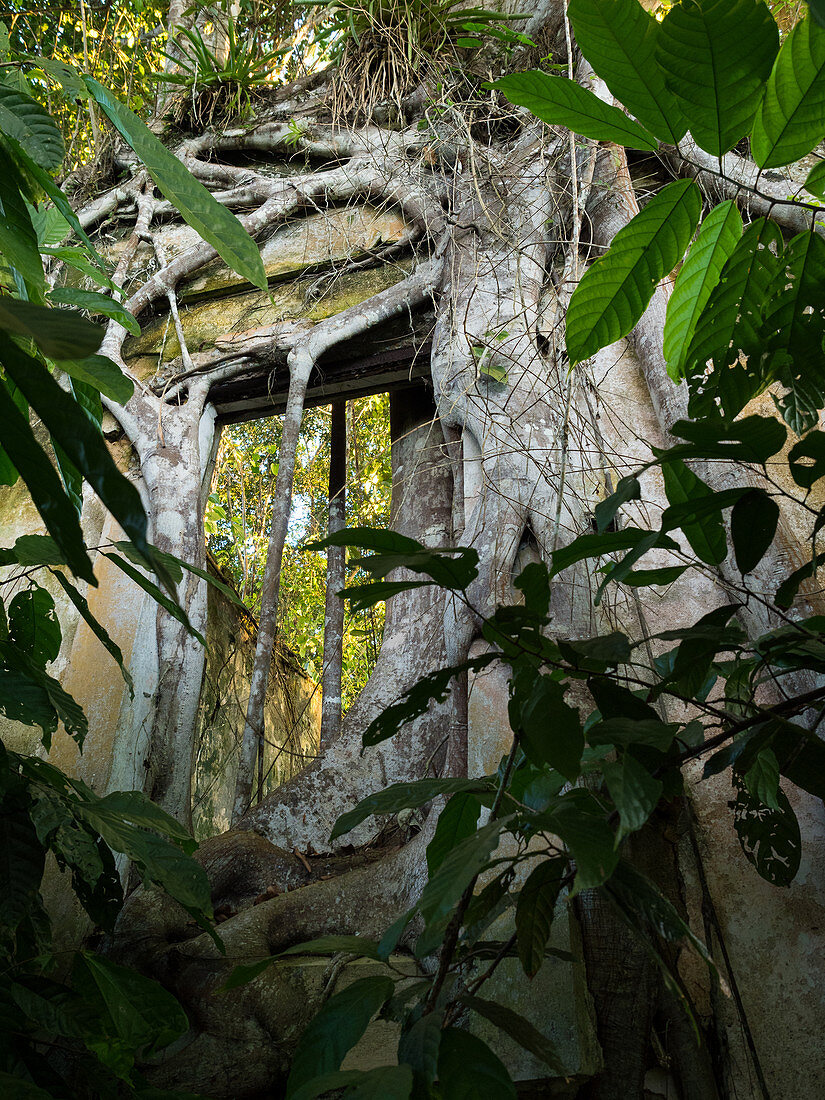 Würgfeige überwuchert Ruine, Ficus sp., Küstenregenwald, Mata Atlantica, Bahia, Brasilien Südamerika