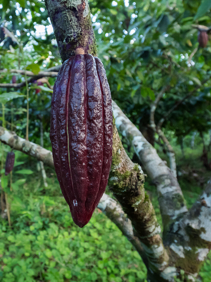 Kakao Baum mit Frucht, Theobroma cacao, Tropen, Brasilien