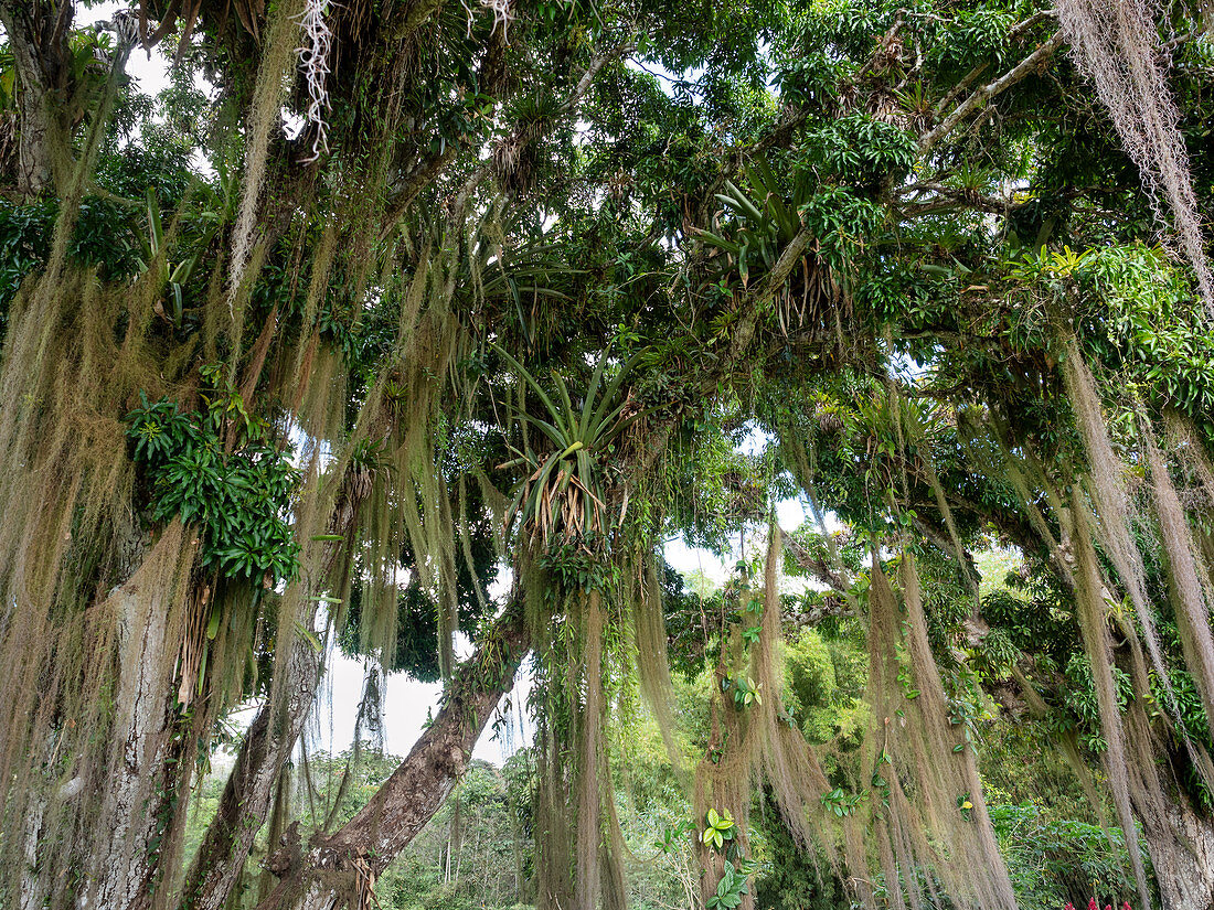 Regenwaldbaum mit Bromelien und Tillandsien, Tillandsia usneoides, Mata Atlantica, Bahia, Brasilien, Südamerika