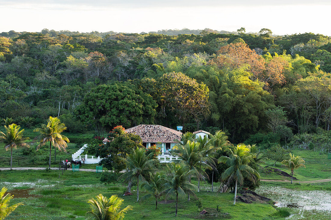Almada Farm, guest house, coastal rainforest, Mata Atlantica, Bahia, Brazil, South America