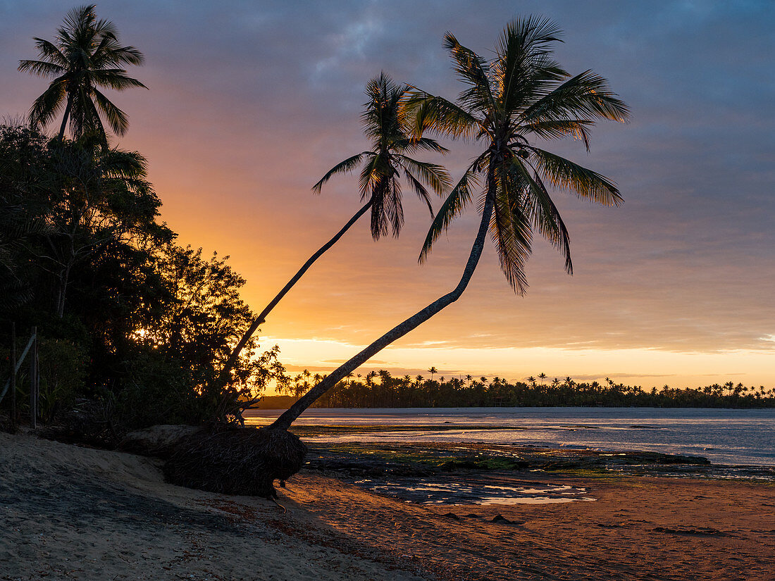 Sunset on the beach with palm trees, Boipeba Island, Bahia, Brazil, South America