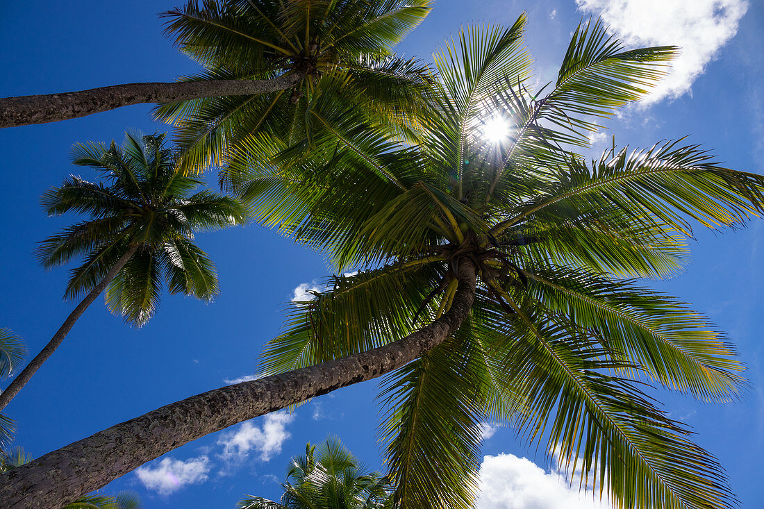 Kokospalmen am Strand, Cocos nucifera, Praia da Cueira, Insel Boipeba, Bahia, Brasilien, Südamerika