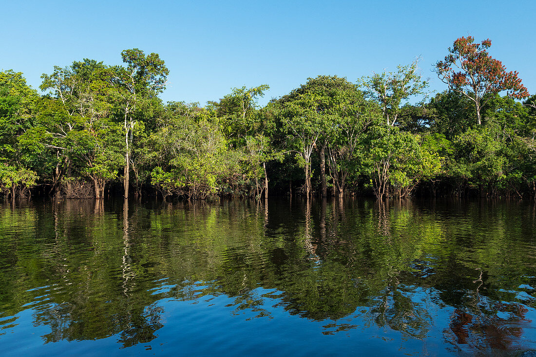 Rainforest on the Amazon near Manaus, Amazon Basin, Brazil, South America