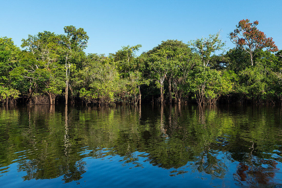 Regenwald am Amazonas bei Manaus, Amazonasbecken, Brasilien, Südamerika