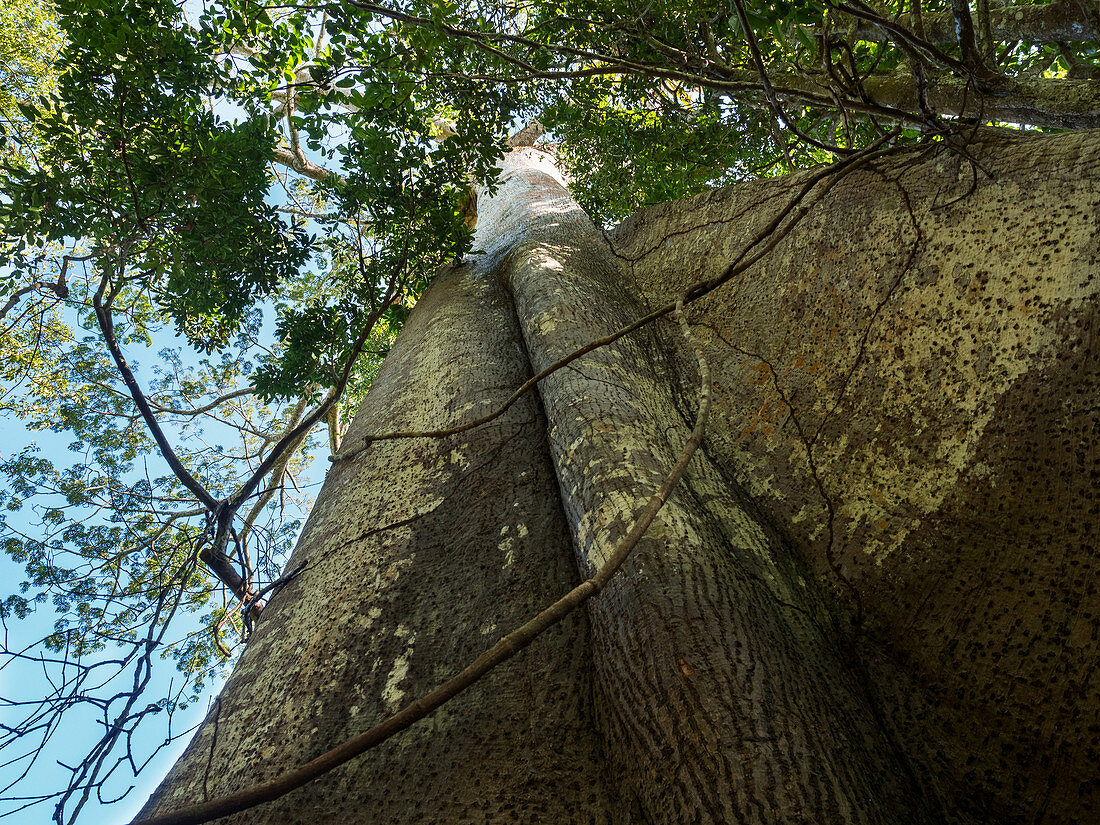 Regenwaldbaum mit Brettwurzeln, Regenwald am Amazonas, Amazonasbecken, Brasilien, Südamerika