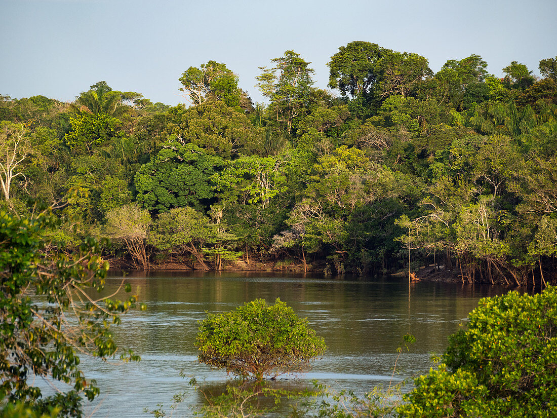 Regenwald am Amazonas bei Manaus, Amazonasbecken, Brasilien, Südamerika