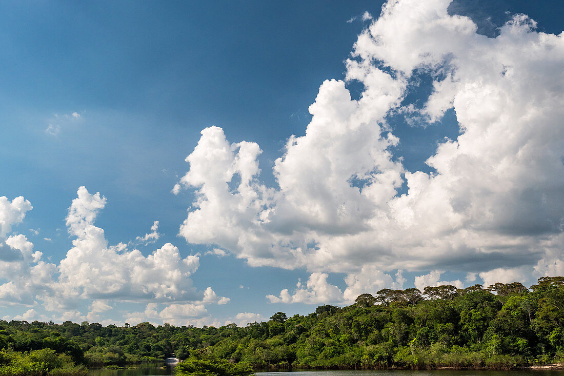 Cumulus clouds over the rainforest on the Amazon near Manaus, Amazon Basin, Brazil, South America