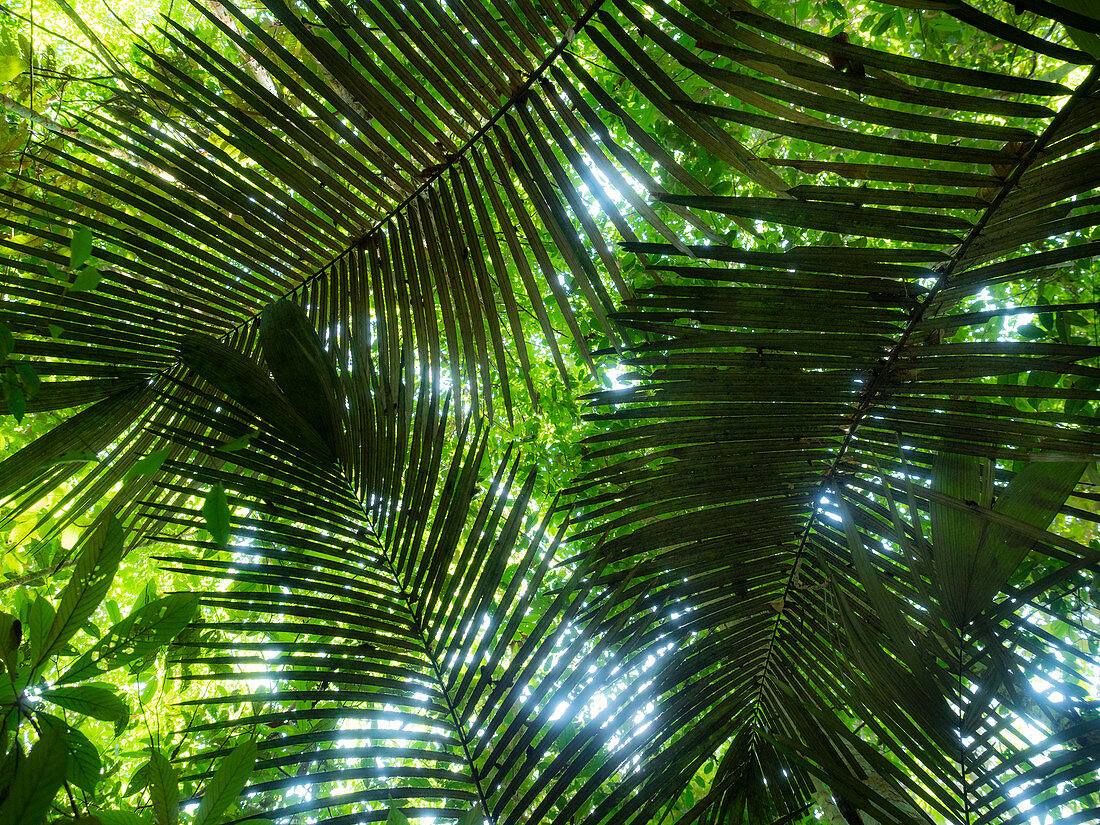 Palmenblätter im Regenwald am Amazonas bei Manaus, Amazonasbecken, Brasilien, Südamerika