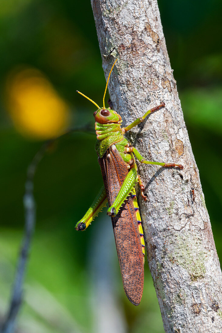 Large grasshopper in the Amazon rainforest near Manaus, Amazon Basin, Brazil, South America