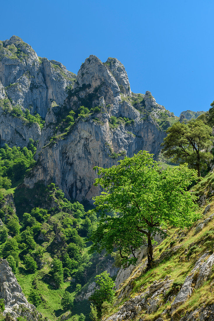 Deciduous trees stand in the steep flanks of the Ruta del Cares Gorge, Cares Gorge, Picos de Europa, Picos de Europa National Park, Cantabrian Mountains, Asturias, Spain