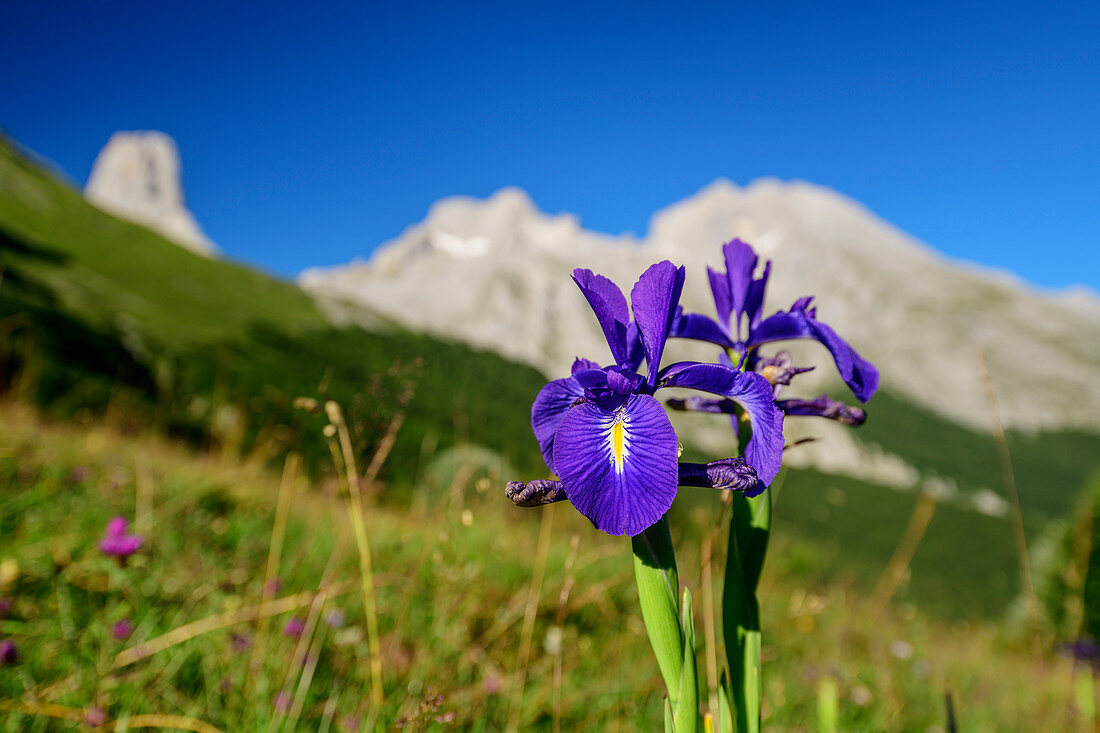 Wilde Iris mit Picu Urriellu im Hintergrund, Schwertlilien, Naranjo de Bulnes, Refugio Terenosa, Nationalpark Picos de Europa, Kantabrisches Gebirge, Asturien, Spanien