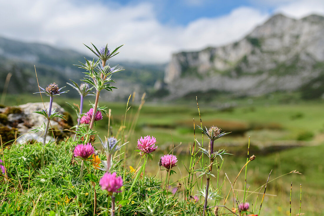 Blumenwiese mit Klee und Mannstreu, Berge unscharf im Hintergrund, Nationalpark Picos de Europa, Kantabrisches Gebirge, Asturien, Spanien