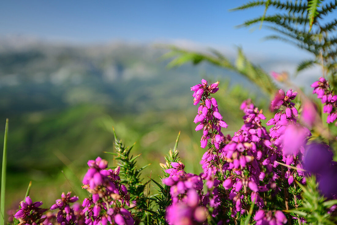 Pink blooming heather with mountains out of focus in the background, from Picu Tiedu, Picos de Europa, Picos de Europa National Park, Cantabrian Mountains, Asturias, Spain