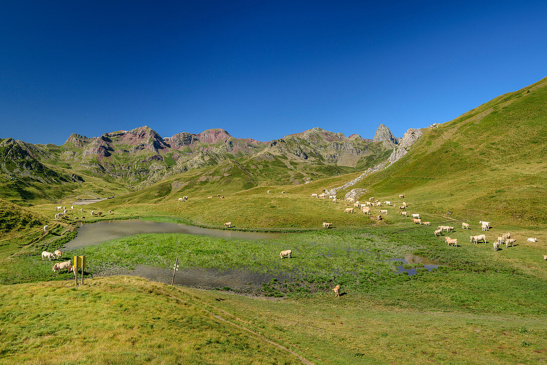 Große Kuhherde weidet am Col de Peyrelue, Nationalpark Pyrenäen, Pyrénées-Atlantiques, Pyrenäen, Frankreich