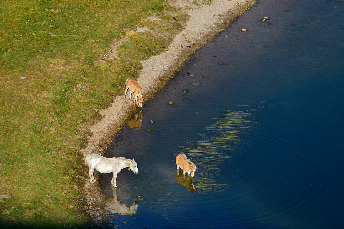 Pferd und zwei Fohlen stehen an Seeufer, Lac Roumassot, Nationalpark Pyrenäen, Pyrénées-Atlantiques, Pyrenäen, Frankreich
