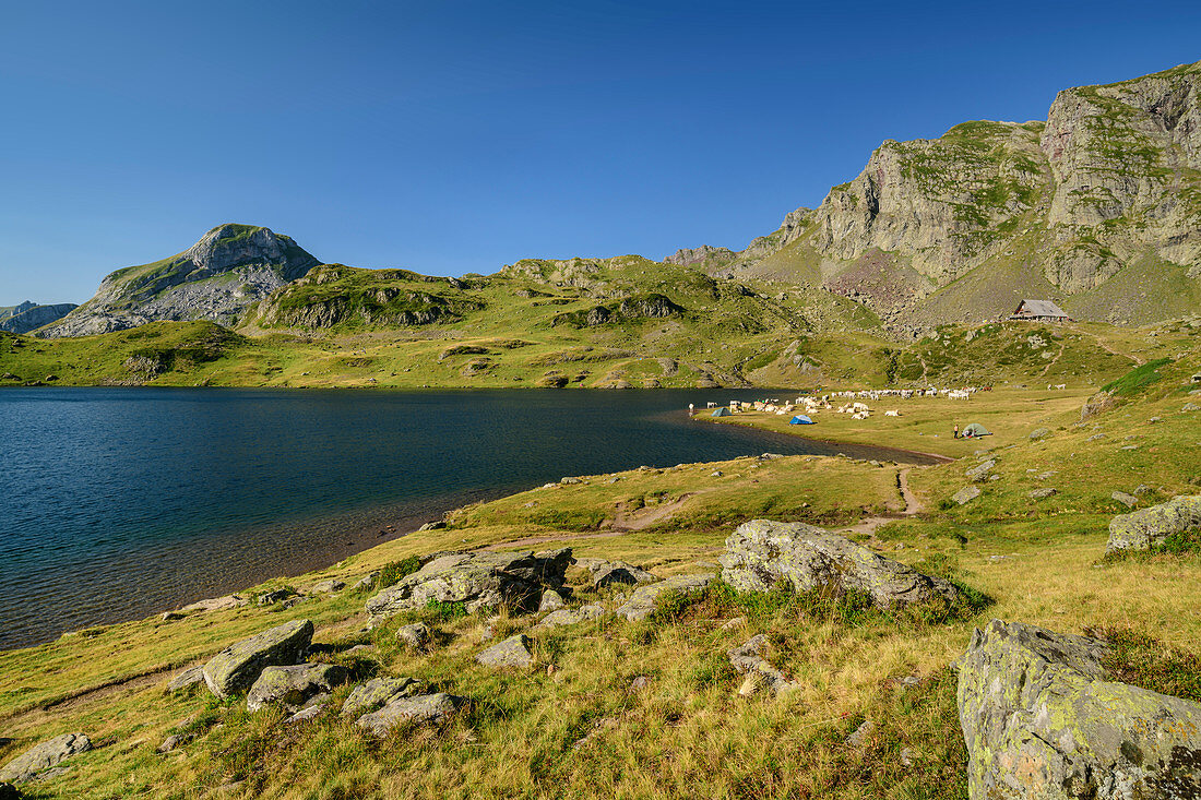 Lac Gentau mit Zeltstadt und Tierherde, Refuge d´Ayous im Hintergrund, Lac Gentau, Nationalpark Pyrenäen, Pyrénées-Atlantiques, Pyrenäen, Frankreich