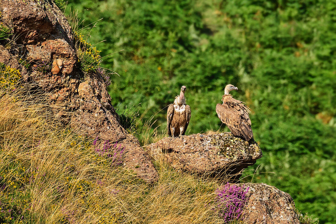 Zwei Gänsegeier sitzen auf Felsabsatz, Gyps fulvus, Nationalpark Pyrenäen, Pyrénées-Atlantiques, Pyrenäen, Frankreich