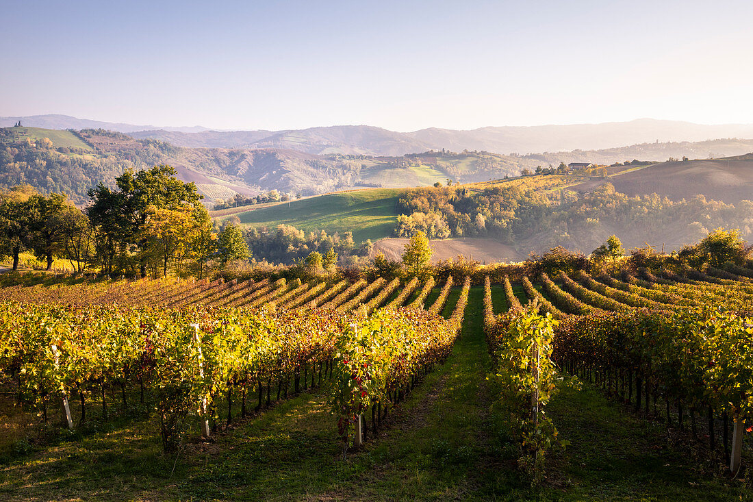 Serravalle Castle vineyards, Valsamoggia district, Bologna province, Italy.