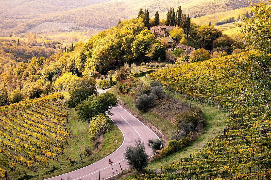 Sangiovese vineyards near Gaiole in Chianti, Florence province, Tuscany, Italy