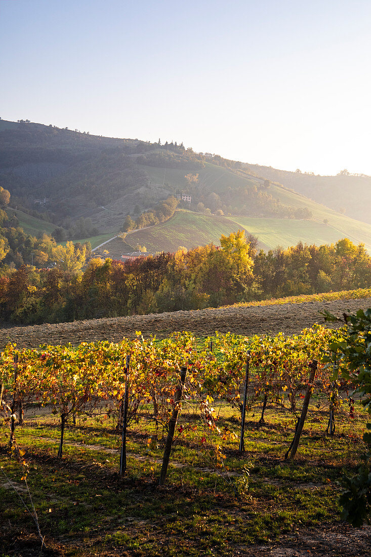 Levizzano Rangone Landschaft mit Weinbergen, Levizzano Rangone, Bezirk Castelvetro di Modena, Provinz Modena, Emilia Romagna, Italien.