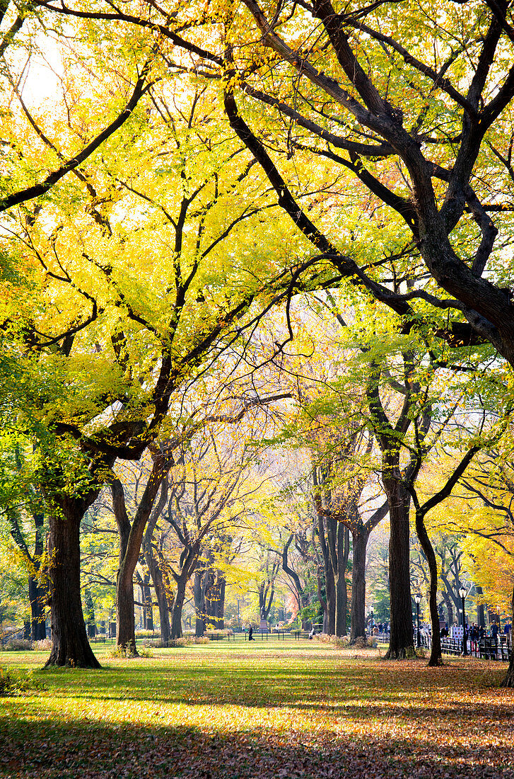 Central Park during autumn, Manhattan, New York, Usa