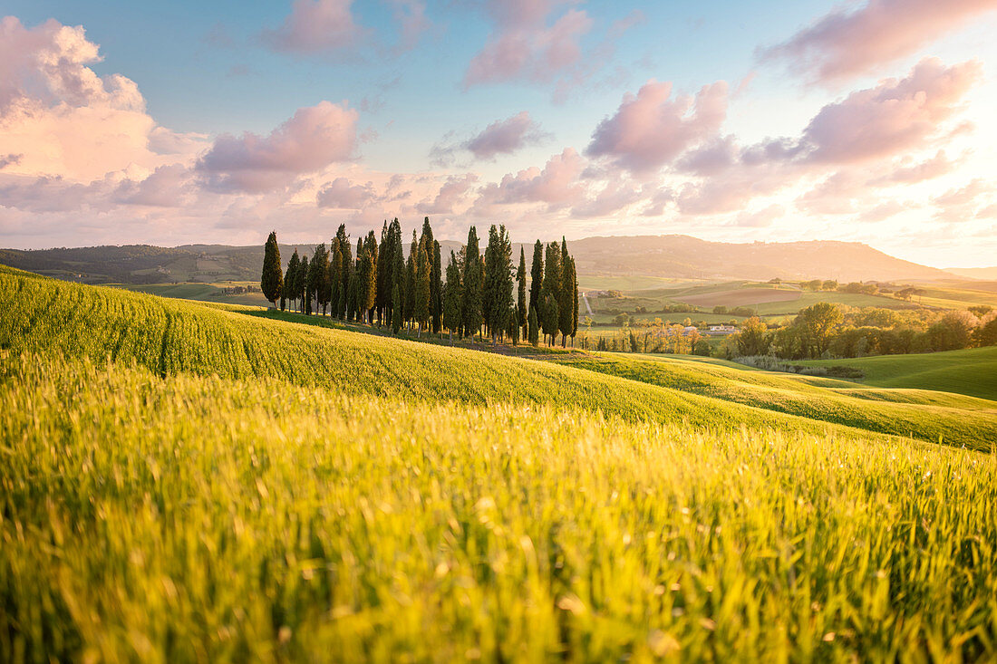 San Quirico d'Orcia Zypressen während des Sonnenuntergangs. San Quirico d'Orcia, Orcia-Tal, Toskana, Italien