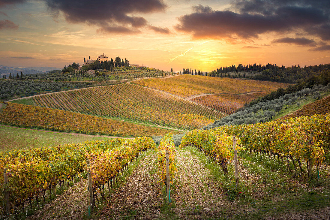 Weinberge nahe Gaiole im Chianti während des Sonnenuntergangs. Gaiole im Chianti, Provinz Siena, Toskana, Italien