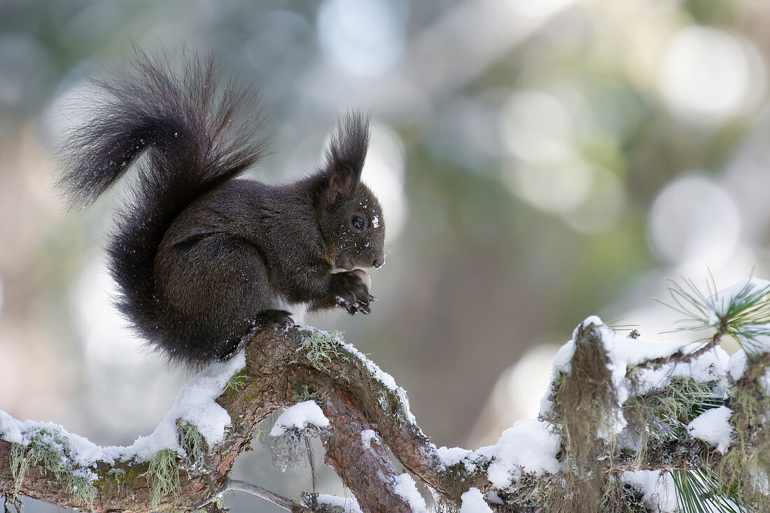 Switzerland Eurasian red squirrel Sciurus vulgaris