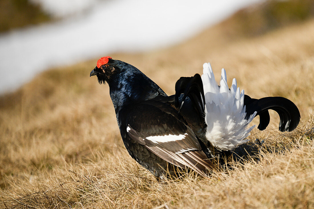 Park Orobie Valtellina,Lombardy,Italy. Lyrurus tetrix,black grouse, fagiano di monte