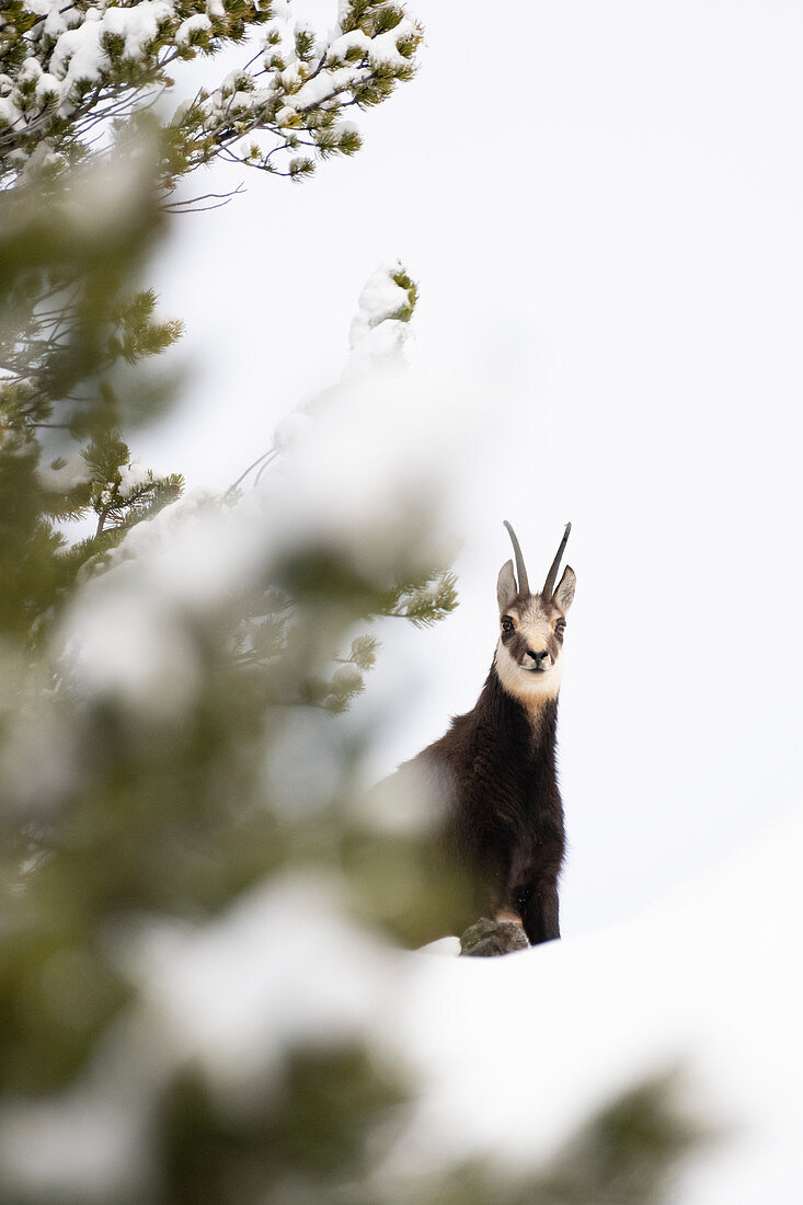 Stelvio National Park, Lombardy, Italy. Chamois Rupicapra rupicapra