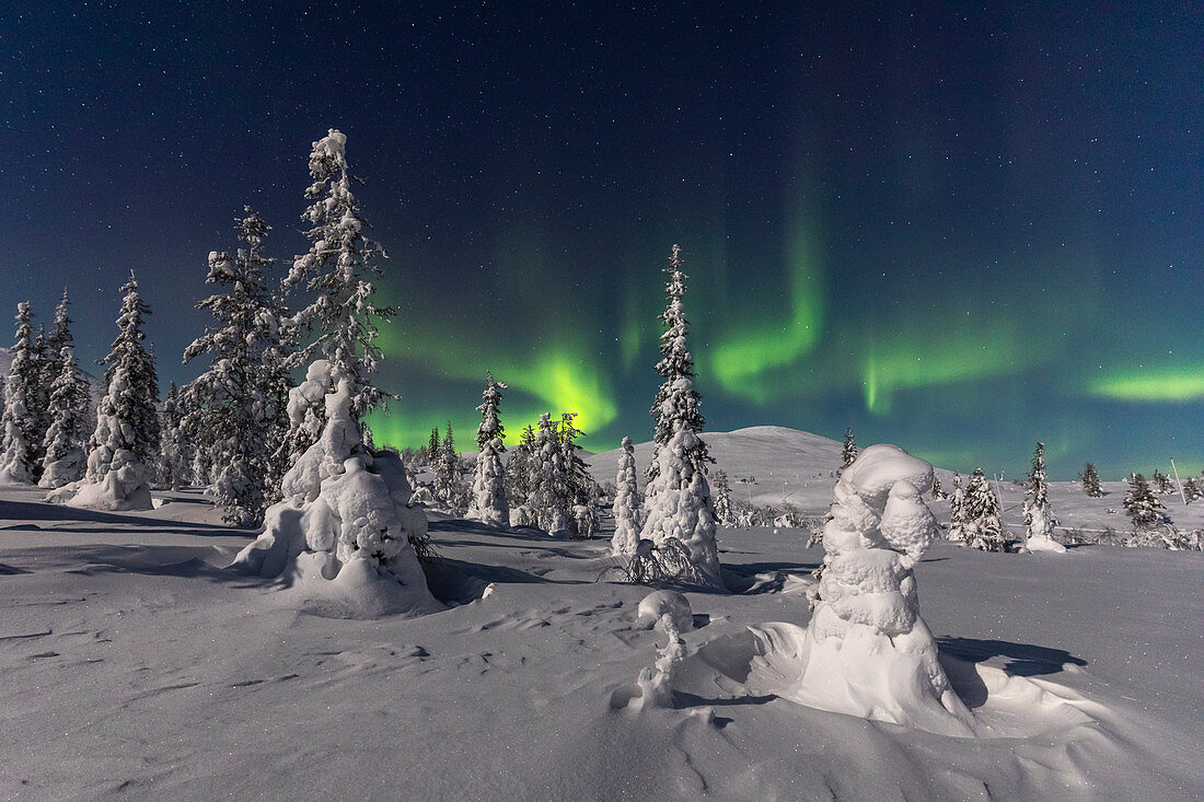 Nordlichter im Pallas-Yllastunturi-Nationalpark (Muonio, Lappland, Finnland, Europa)