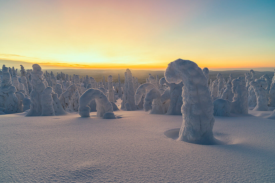 Gefrorener Baum, Tykky genannt, in den verschneiten Wäldern des Riisitunturi-Nationalparks (Posio, Lappland, Finnland, Europa)